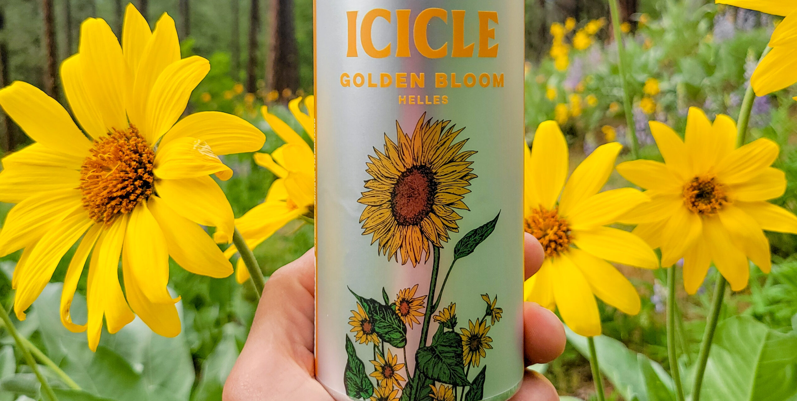 Read more about the article Golden Bloom Helles